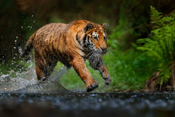 Wall Mural - amur tiger running in the water, siberia. dangerous animal, tajga, russia. animal in green forest st