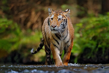 Wall Mural - amur tiger running in the water, siberia. dangerous animal, tajga, russia. animal in green forest st