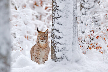 Wall Mural - winter wildlife, lynx. cute big cat in habitat, cold condition. snowy forest with beautiful animal w