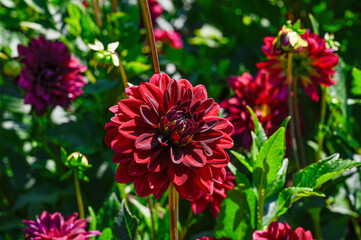 Dahlia called Arabian Night in Uppsala botanical garden