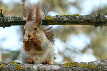 Wall Mural - Eurasian red squirrel Sciurus vulgaris closeup portrait