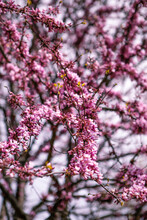 Pink Flowers On A Tree Branch