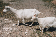 An Adult White Goat And A Small Offspring Are Walking In The Pasture In Nature. Walking Pets On The Farm.