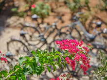 Bougainvillea Branch In Full Summer Bloom With Bicycles In The Background.