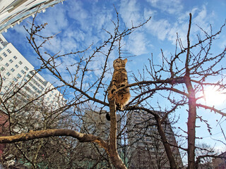 Tabby cat sits on a tree against the background of blue sky and residential buildings in spring