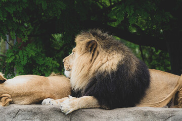 Canvas Print - Majestic lion resing under the tre