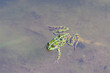 grüner Frosch im Wasser