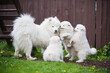 Female Samoyed dog with puppies walk on grass