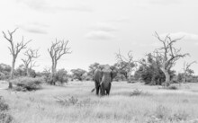 An Elephant, Loxodonta Africana, Stands In A Clearing, Dead Trees In Background, Black And White