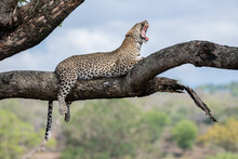 A Leopard, Panthera Pardus, Lies On A Branch In A Tree And Yawns