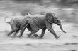 © Mint Images - Two elephant calves, Loxodonta africana, run together, motion blur, in black and white