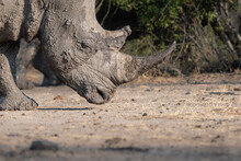 A White Rhino, Ceratotherium Simum, Walks With It's Head Down Covered In Mud