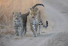 A Mother Leopard And Her Cub, Panthera Pardus, Walk Along A Sand Road