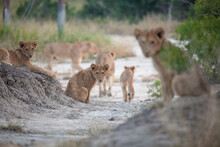 Lion Cubs, Panthera Leo, Side On A Pathway, Direct Gaze