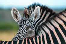 A Zebra Foal, Equus Quagga, Rests Its Head On The Back Of Another Zebra