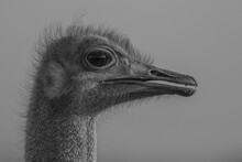 The Head Of An Ostrich, Struthio Camelus, Side Profile, In Black And White.