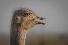 The Head Of An Ostrich, Struthio Camelus, Side Profile, Mouth Open.