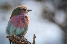 A Lilac Breasted Roller, Coracias Caudatus, Sits On A Branch, Looking Out Of Frame.