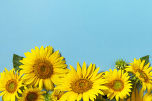 Summertime Or Autumn Concept. Sunflowers With Copy Space On Pastel Blue Background. Top View Flat Lay.