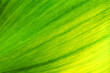 © jan nakhonkae - green leaf texture