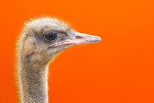 Portrait Of An Ostrich Head Profile.Bird Ostrich With Funny Look On Orange Background.closeup.copy Space.