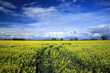Blooming rapeseed field on a sunny day in early May near Wroclaw, Poland. Spring landscape.