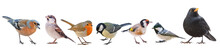 Collection Of The Most Common European Birds, Isolated With White Background
