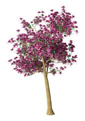 Wall Mural - 3d rendering magnolia tree on white