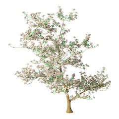Wall Mural - 3d rendering magnolia tree on white