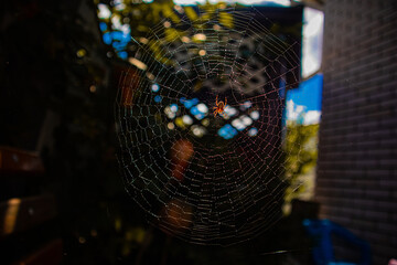 spider-bearer on its web