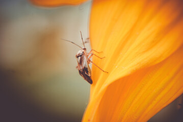 Poster - Closeup shot of a brown beetle on a yellow flower