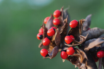 Wall Mural - Selective focus shot of rosary pea flower plant with red beans and brown leaves