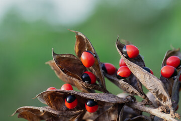 Selective focus shot of rosary pea flower plant with red beans and brown leaves