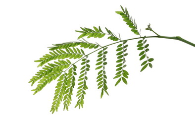 acacia green leaves with branch isolated on white background, clipping path
