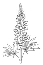 Stem With Outline Lupine Or Bluebonnet Flower Bunch With Bud And Leaf In Black Isolated On White Background.