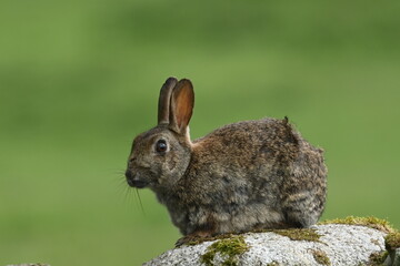 Wall Mural - Young rabbit sat on a wall