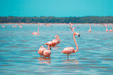 Fototapeta Na ścianę - Flamingos in Celestun, Mexiko