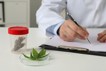 Wall Mural - Doctor working at table with medical hemp and fresh leaf indoors, closeup