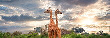 Two Giraffes Looking Left And Right In The Savanna