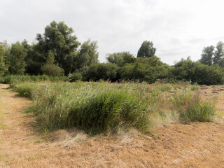 Wall Mural - Nature reserve the Hoge Dijk in Amsterdam during summer