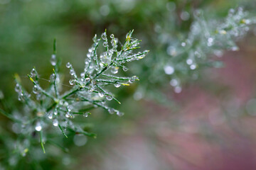 Canvas Print - Plants and leaves with water drops