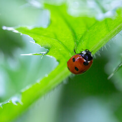 Wall Mural - Ladybug on a leaf with natural background