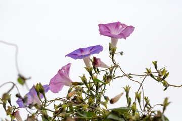 Canvas Print - Purple Morning glory flower with details and natural background