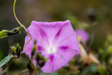 Canvas Print - Purple Morning glory flower with details and natural background