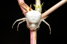 Macro Of White Crab Spider (Misumena Vatia) On Petal Daisy Flower