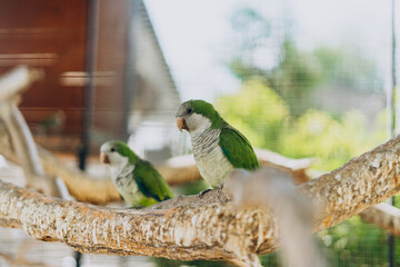 Green parrots on a wooden branch. Two parrots are sitting on a branch in a large cage. Parrots in the zoo.