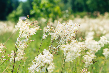 Sticker - Meadowsweet, or Labaznik (lat. Filipéndula) is a genus of perennial grasses of the Rosaceae family. Meadow on a sunny summer day.	