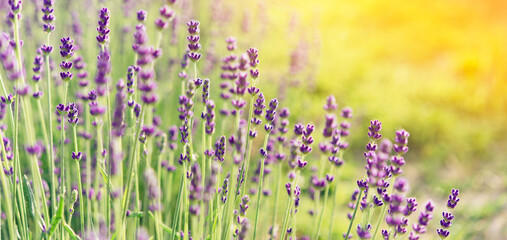 Poster - Panorama of lavender field morning summer blur background. Summer lavender. Floral background. Shallow depth of field	