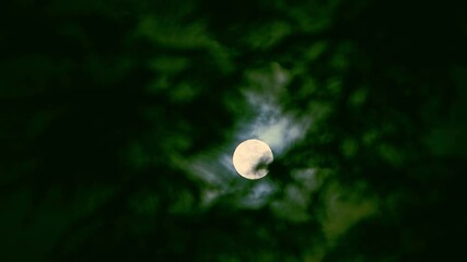 Wall Mural - the full moon peeps through the branches of palm trees and exotic trees on the seashore. background 