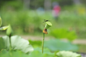 Wall Mural - lotus and dragonfly